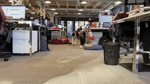 figopet GIF